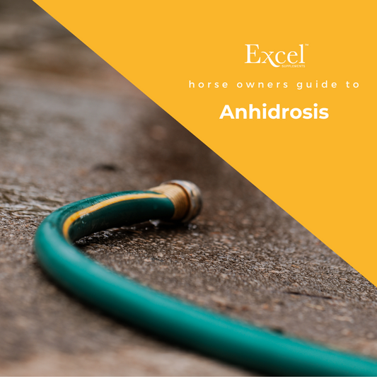 What is Anhidrosis in Horses