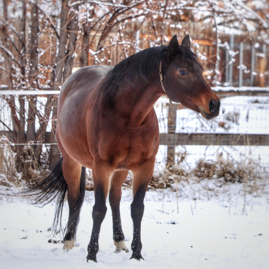 Equine winter care