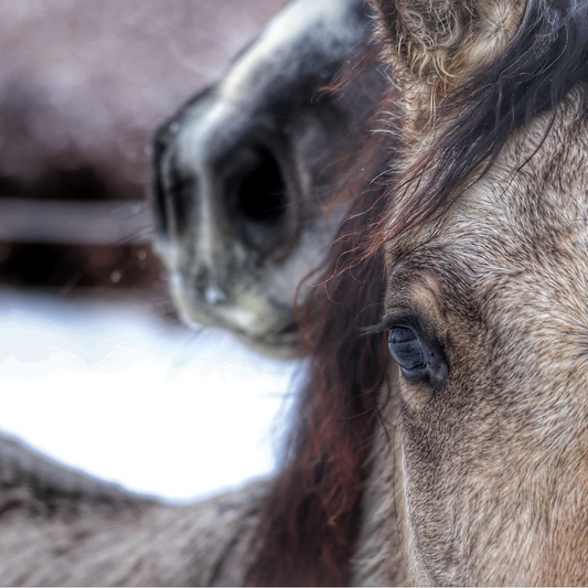 Essential Winter Grooming Tips for Horses
