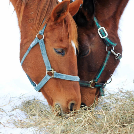 equine winter nutrition