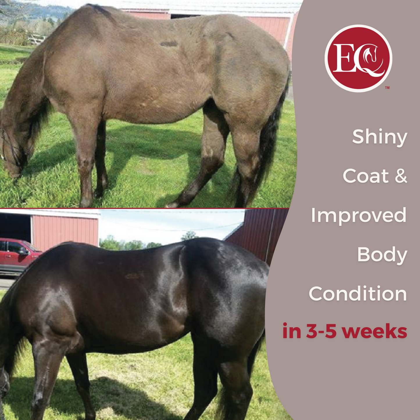 Promotional image for ExcelEQ Equine Supplement showing two side views of a dark brown horse with a dull coat and a dark brown horse with a shiny coat. The text highlights the benefits of the supplement, including a shiny coat and improved body condition in 3-5 weeks. The side part of the image features the message "Shiny Coat & Improved Body Condition in 3-5 weeks" along with the ExcelEQ logo.