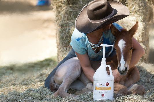 Excel Supplements Omega 3 Anti-Inflammatory equine supplement bottle displayed in a barn with a horse in the background, emphasizing joint and mobility health for horses.