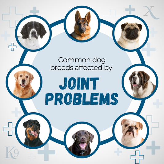 Common Dog Breeds Affected By Joint Problems