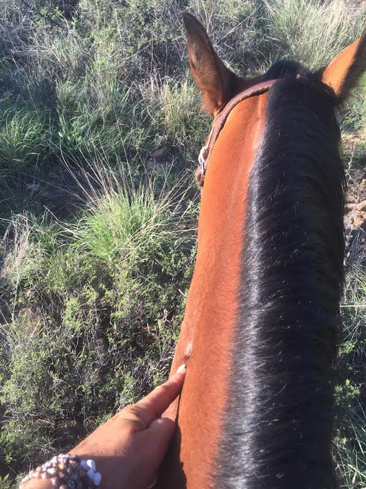 Rider pointing to a potential warning sign of Clostridial Myositis on a horse's neck, highlighting awareness of equine health and muscle infection symptoms