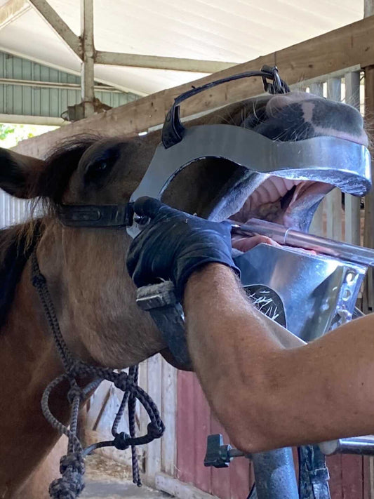 Equine dental care in progress, with a horse's mouth held open for routine dental examination and floating.