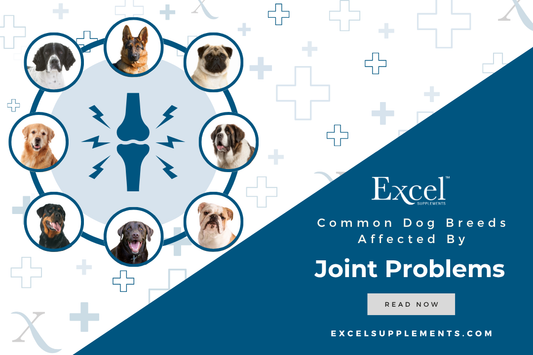 Common Dog Breeds Affected By Joint Pain