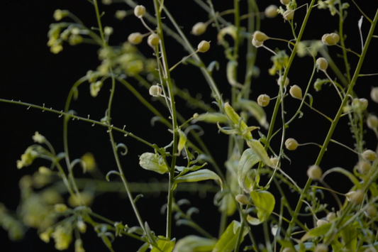 Camelina Omega 3