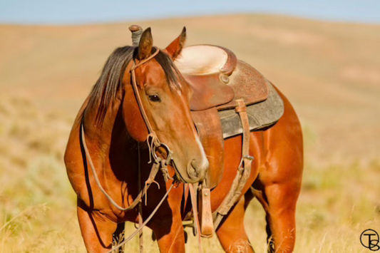 Rider pointing to a potential warning sign of Clostridial Myositis on a horse's neck, highlighting awareness of equine health and muscle infection symptoms