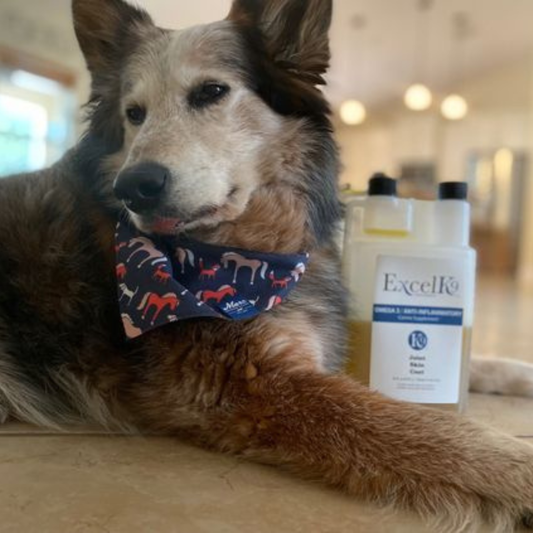 Excel K9 for dog arthritis 