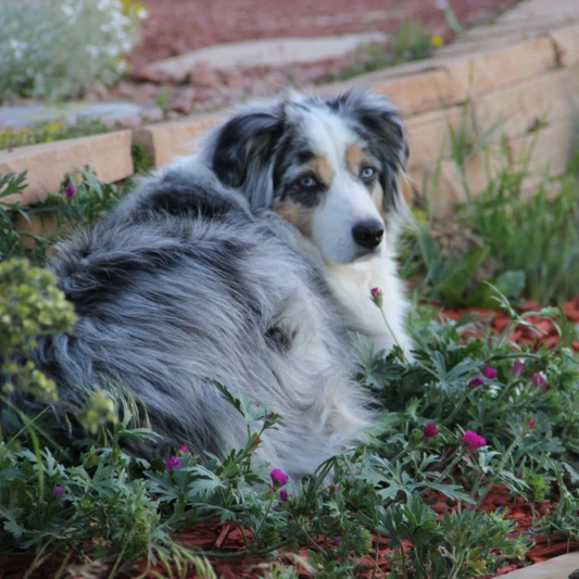 Blue merle Australian Shepherd resting in a garden, highlighting the beauty of this herding dog breed with striking blue eyes and a thick coat