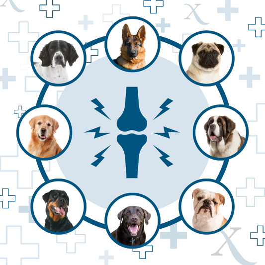 Common Dog Breeds Affected By Joint Pain