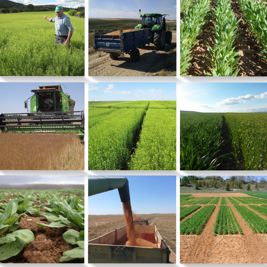 Camelina Oil Sustainability