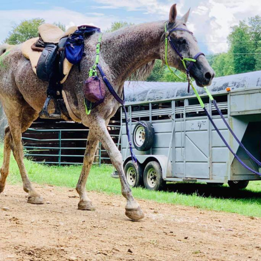 Endurance horse study