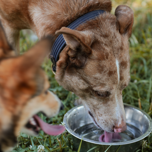 Heatstroke Vs Heat Exhaustion in Dogs