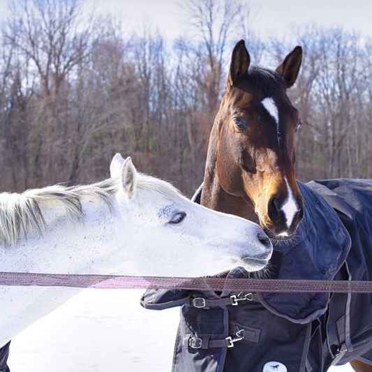Equine Blanket Guide