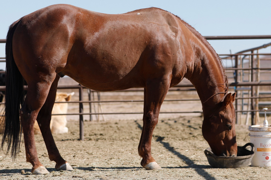 Horse eating from a feed tub in an outdoor pen, highlighting equine nutrition and healthy feeding practices