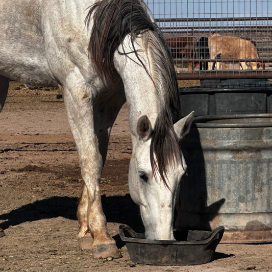 Gray horse eating from a feed tub in an outdoor pen, highlighting equine nutrition and healthy feeding practices