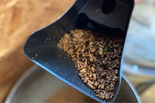 Grain for Horses