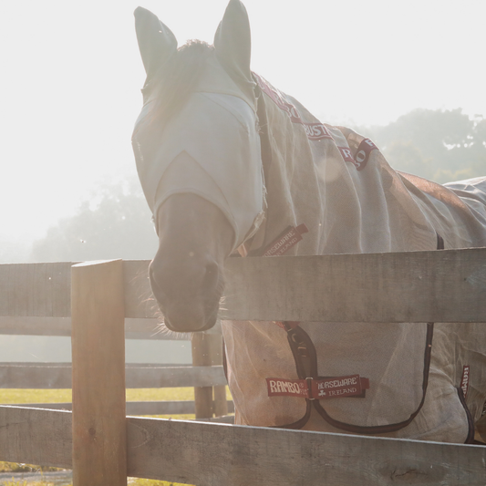 Mud Fever in Horses: Treat, Heal, and Protect