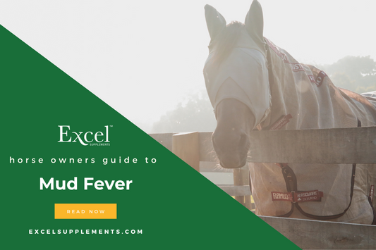Mud fever in Horses