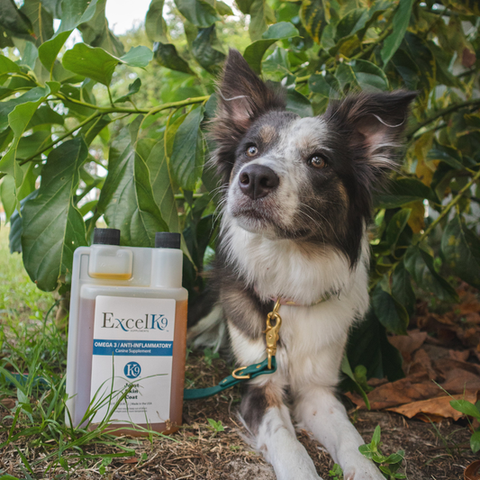 Omega 3 for dogs