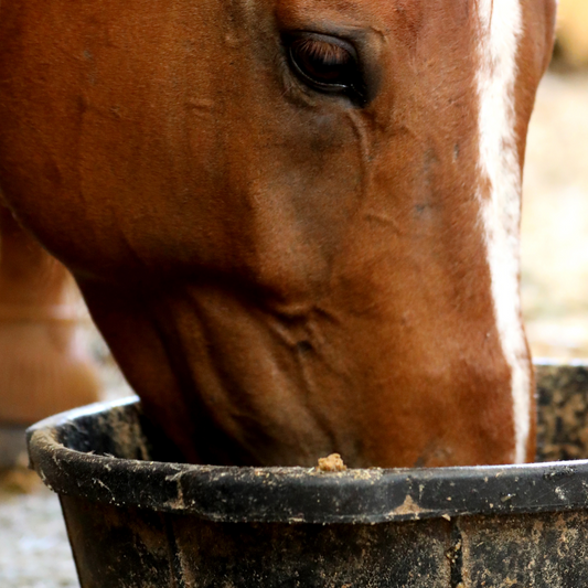 Close-up of a horse eating from a feed bucket, highlighting the importance of proper nutrition for equine health.