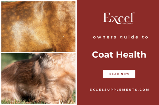 Camelina Oil for Coat Health