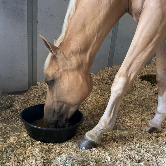 Palomino horse eating camelina oil, promoting equine nutrition and healthy feeding practices