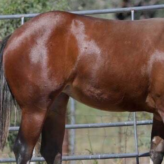 Close-up of a horse's glossy, healthy coat, showcasing excellent coat condition and gut care.