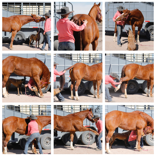 Muscle Health, Mobility and Stretching with ExcelEQ ProElite