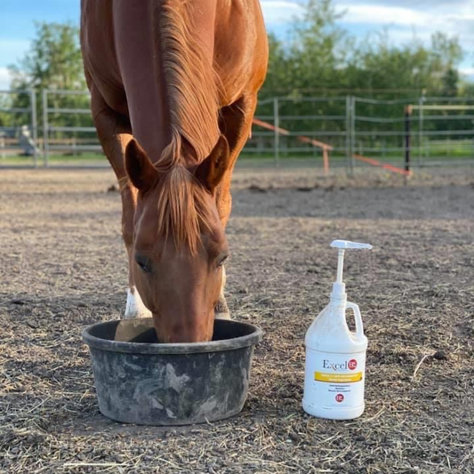 A chestnut horse eating from a black feed pan on the ground, with a bottle of ExcelEQ ProElite Equine Camelina Oil supplement placed next to the pan.