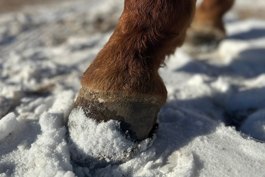 Winter hoof care