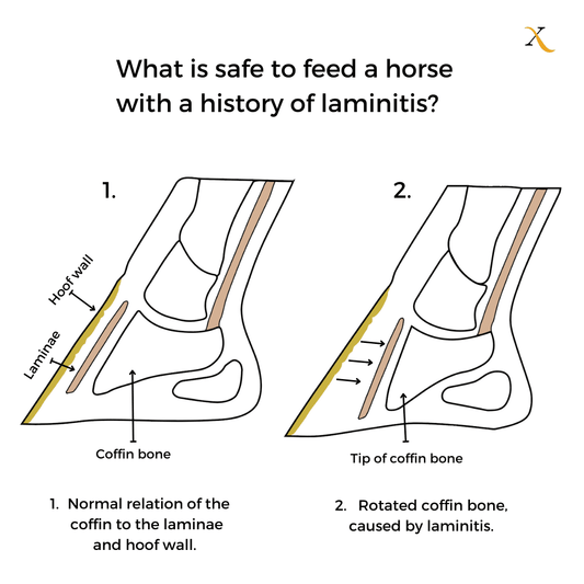 What is safe to feed a horse with a history of laminitis?