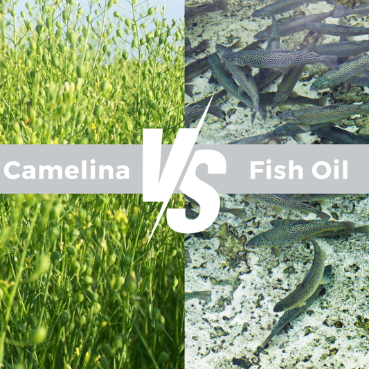 camelina oil vs fish oil