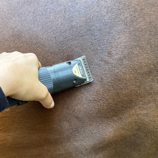 clipping horses