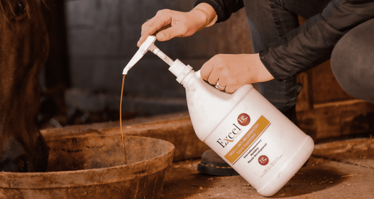 Pumping ExcelEQ supplement into a horse's feed, supporting joint health, mobility, and overall well-being.