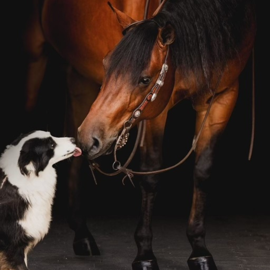 Omega 3 in animal diets