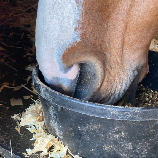 Study on supplementing omega 3 in horses