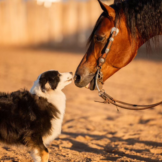 Horse and dog gut health