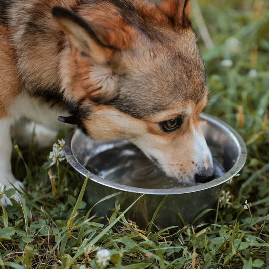 dehydration in dogs