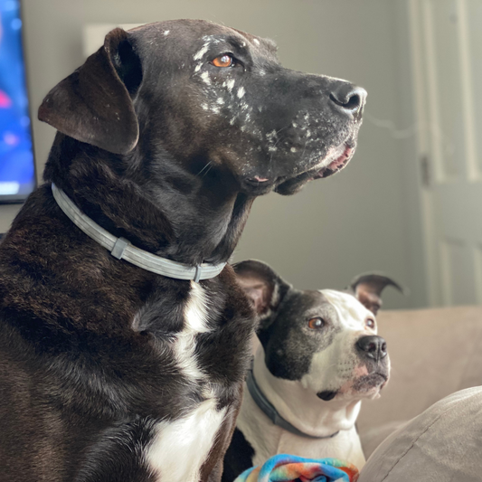 Two dogs sitting attentively indoors awaiting their owner, highlighting the signs of separation anxiety in pets and the importance of companionship