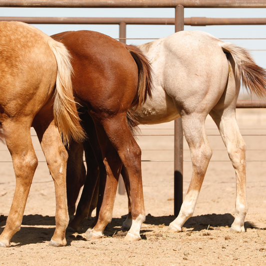 weanling butts