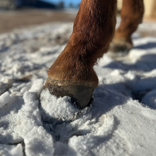 winter hoof care for horses